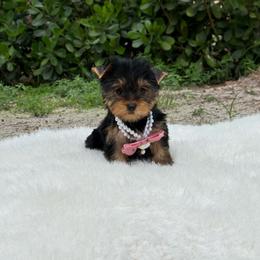 Chloe - Black and gold female Yorkshire Terrier puppy in Florida from 🤎 Dreaming Puppies 🐶