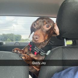Dachshund All Grown Up from Darling Doxies of Ocala