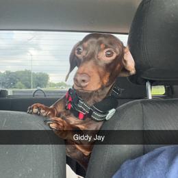Dachshund All Grown Up from Darling Doxies of Ocala