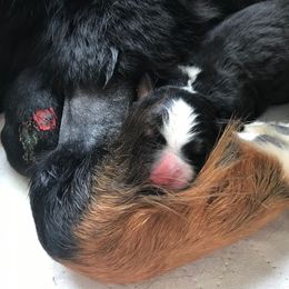 Bernese Mountain Dog Puppies from Locust Hill Berners