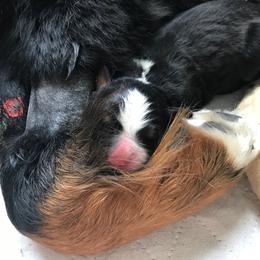 Bernese Mountain Dog Puppies from Locust Hill Berners