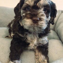 Cockapoo Puppies from Oodles of Doodles and Love