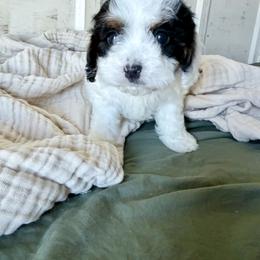 Girl 4 - Tri-color female Cavapoo puppy in Bloomfield, Iowa from Schooley Doodles