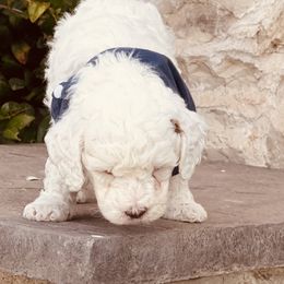 Goldendoodle and Poodle Puppies from Doodle Puppy Parti