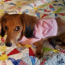 Minnie - Dachshund
