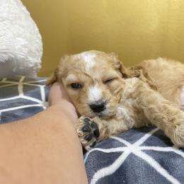 Cavapoo and Cockapoo Puppies from Heavenly puppies to love