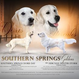 Golden Retrievers from Southern Springs Goldens