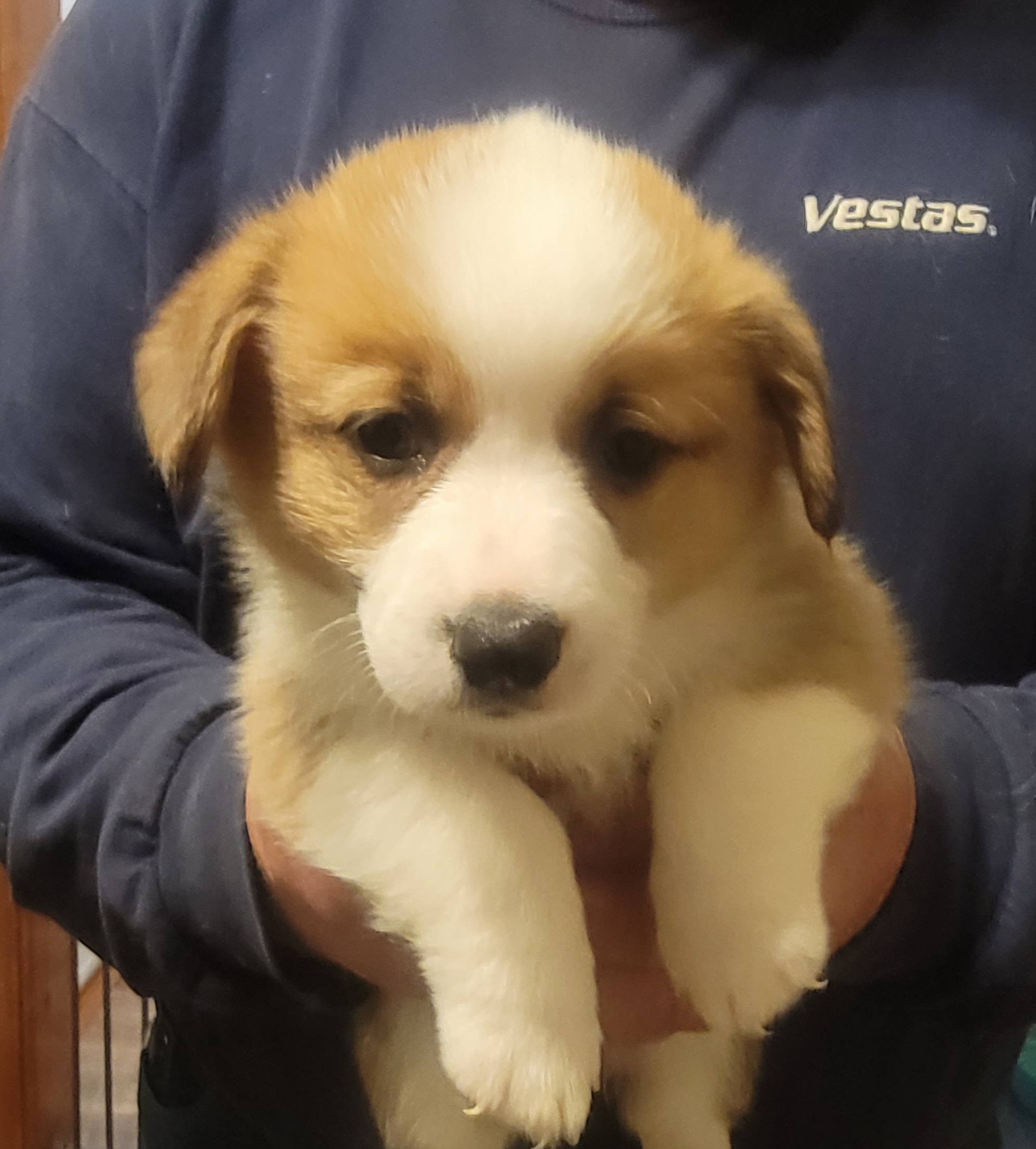 Girl blue collar - Red Pembroke Welsh Corgi puppy in Lexington, Oklahoma from Butte Bottom Corgis