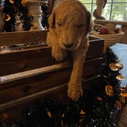 Goldendoodle Puppies from Da Ruba Doodles