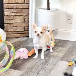 Benny - Cream and white male Chihuahua puppy in Anderson, South Carolina from Lil Treasures Chihuahuas