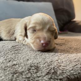 Red Boy - Red male Dachshund puppy in California from Wild Weenies - Dachshund Ranch