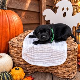 Green collar boy - Black male Labrador Retriever puppy in Lake City, Michigan from Loon Lake Labradors