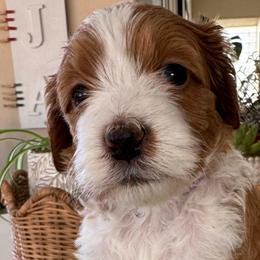 Scrabble - Parti female Goldendoodle puppy in Gilbert, Arizona from DogHouse Doodles
