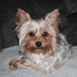 Sally - Yorkshire Terrier