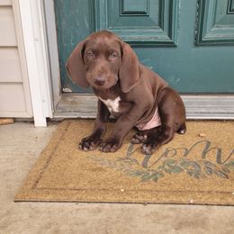 German Shorthaired Pointer Puppies from Wild E Ranch