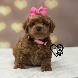 Josie - Apricot female Poodle puppy in Nashville, Arkansas from Cuddles n Curls