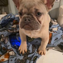 French Bulldog puppies from Stogdill's Baby Bullies