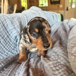 Dachshund Puppies from Salchi Dog miniature dachshunds