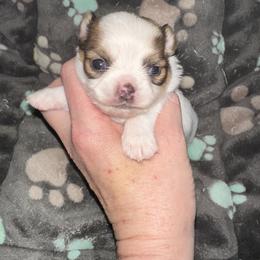 Pine - Sable spotted white male Chihuahua puppy in Palmyra, Indiana from Country Star Chihuahuas