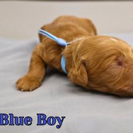 Blue Boy - Red  male Goldendoodle puppy in Enfield, Connecticut from Sweet Connecticut Doodles