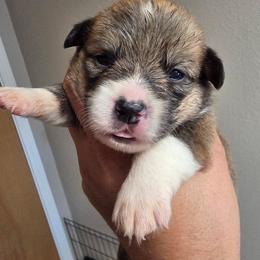 Chestnut - Sable male Pembroke Welsh Corgi puppy in Atascadero, California from California Corgis and Kunes