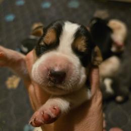Sleepy - Black white and tan male Basset Hound puppy in Valley, Washington from Enchanted Valley Paws