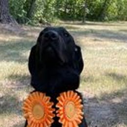 Labrador Retrievers from Mistic Gun Dogs