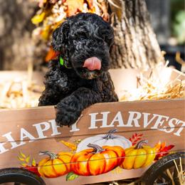 Kale - Black female Poodle puppy in Spring Branch, Texas from Mezzo Poodles