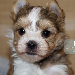 Teddy - Sable male Yorkshire Terrier puppy in Austin, Texas from H6 Yorkies
