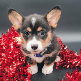 German Shepherd and Pembroke Welsh Corgi Puppies from J&R Shepherds & Corgis