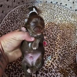 Magel - Chocolate male Chihuahua puppy in Amity, Pennsylvania from Baxters Chihuahuas