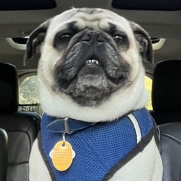 Rocky - Pug