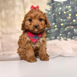 Keisha - Red female Cavapoo puppy in Pocasset, Massachusetts from Mini Goldendoodles of Cape Cod