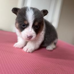 Lily- Bluie Tri - Blue female Pembroke Welsh Corgi puppy in Aberdeen, Washington from Coastal country Farms