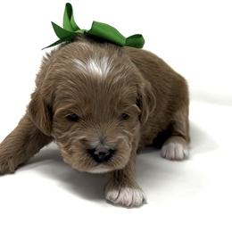 Mr. Green, aka Alpine - Red  male Goldendoodle puppy in Culpeper, Virginia from Beechwood Goldendoodles (VA)