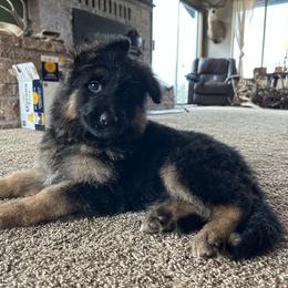 German Shepherd Puppies from S&S German Shepherds