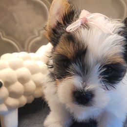 Sasha - Black tan and white Biewer Terrier puppy in Granbury, Texas from Hearts n Paws