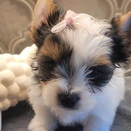 Sasha - Black tan and white Biewer Terrier puppy in Granbury, Texas from Hearts n Paws