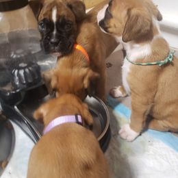 Boxer Puppies from SmashBox Kennel