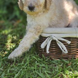 Luna(Pink Collar) - Cream female Poodle puppy in Columbia, South Carolina from Jones Poodles