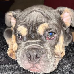 Bulldogs from English Bulldog Puppies