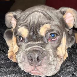 Bulldogs from English Bulldog Puppies