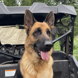 Girl 1 - Dutch Shepherd puppy from Loves German Shepherds