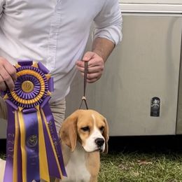 Adel - Beagle