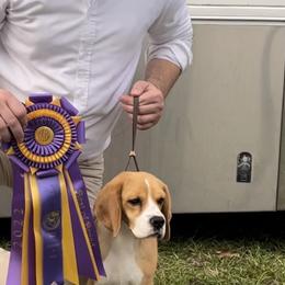 Adel - Beagle