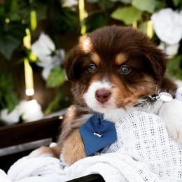 Australian Shepherd Puppies from Boise Aussie Paws