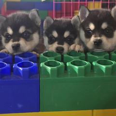 Alaskan Klee Kai puppies from Kootenai Valley Klee Kai
