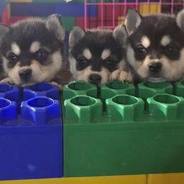 Alaskan Klee Kai puppies from Kootenai Valley Klee Kai