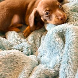 Charlie - Chocolate and tan male Dachshund puppy in Nampa, Idaho from 208 Wiener Wiggle Butts LLC