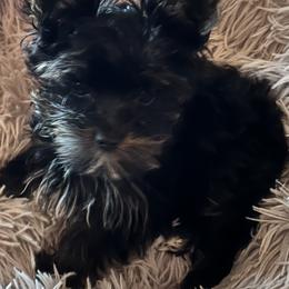 Prancer - Black and tan male Yorkshire Terrier puppy in Goode, Virginia from Glass Hill Yorkies